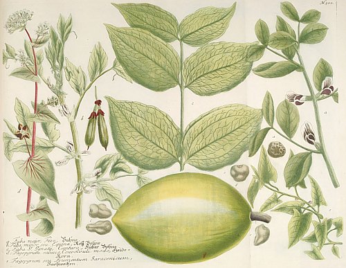 Vicia faba (planche extraite de Phytanthoza iconographia)