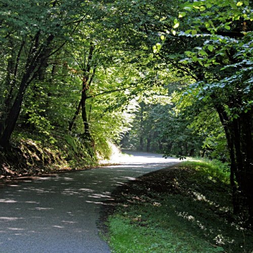 Forêt des Trois-Monts aux environs de Clermain