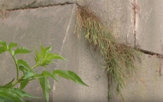 L'Asplenium Septentrionale dans les pierres de l'église de La Chapelle d'Armentières (Nord, Nord-Pas-de-Calais)