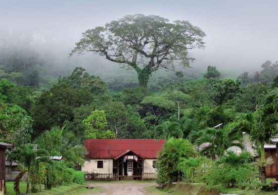 Le fromager de Saül (Guyane), arbre de l'année 2015