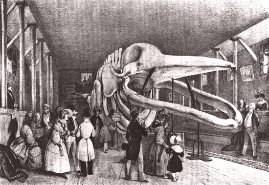 La baleine dans l'ancienne galerie d'anatomie comparée du Muséum. Estampe de 1830