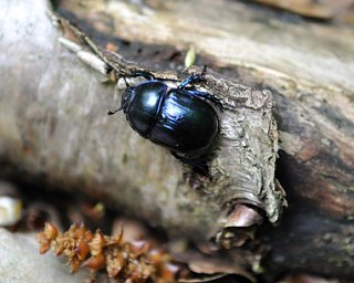 Géotrupe stercorarius
