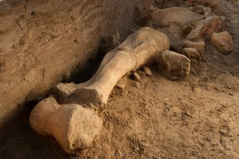 Le squelette d'Helmut, un mammouth laineux, découvert à Changis sur Marne