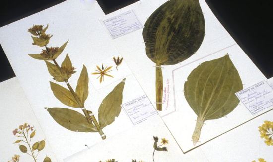 Un herbier de plantes anciennes conservé au Muséum d'histoire naturelle de Paris, le 25 septembre 2016