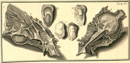 Planche de Historiae piscium naturalis de Klein représentant le maigre et ses pierres de colique