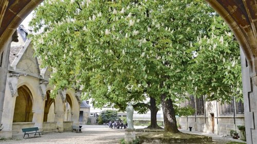 Les splendides marronniers de l'église Saint-Servin à Paris