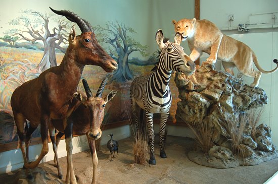 Animaux naturalisés, au Muséum de Bourges