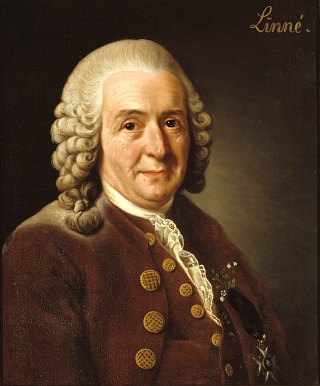 Le naturaliste Linné, peint en 1775 par Alexander Roslin