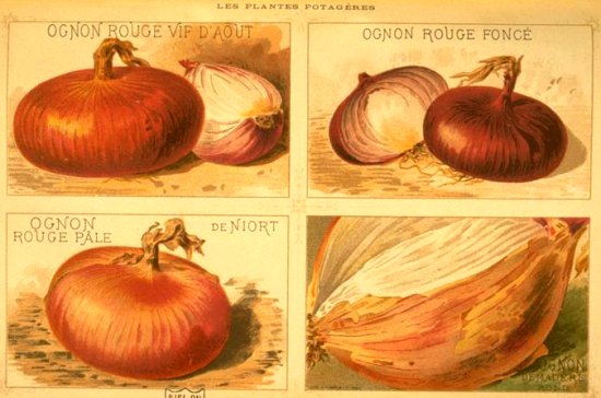 Différentes espèces d'oignons. Planche de 1904 (Muséum d'histoire naturelle)