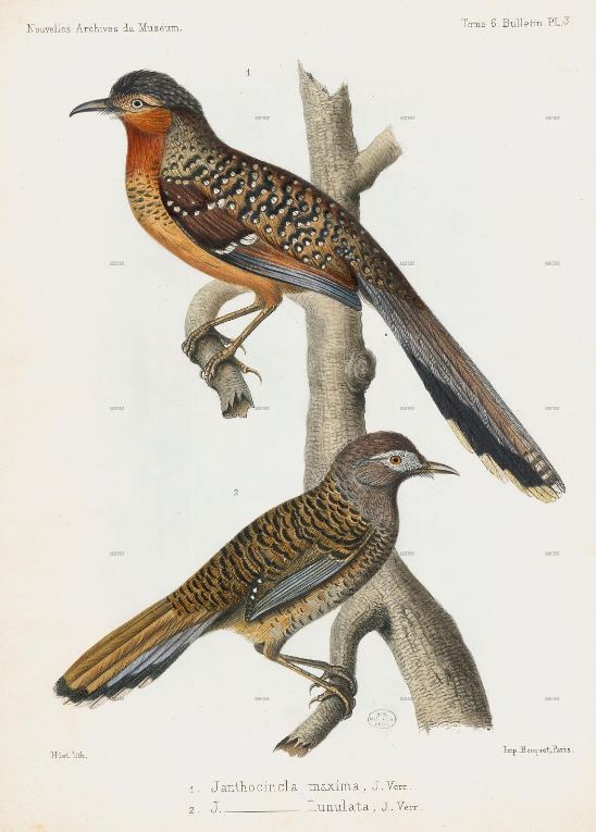 Planche extraite du tome 6 (paru en 1870) des Archives du Muséum et illustrant l'article de Jules Verreaux intitulé Note sur les espèces nouvelles d'oiseaux recueillis par M. l'Abbé Armand David dans les montagnes du Thibet chinois