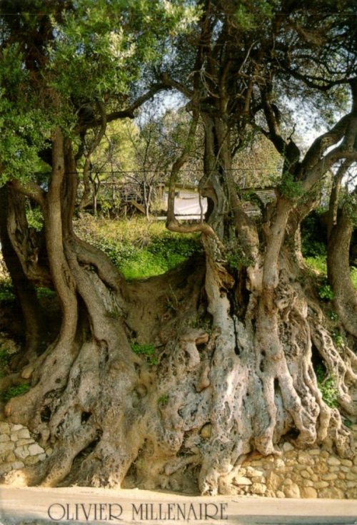L'olivier millénaire de Roquebrune-Cap-Martin (Alpes-Maritimes)