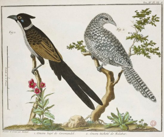 Planche extraite de l'Ornithologie de Brisson (1760)