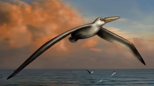 Modélisation représentant un Pelagornis Sandersi