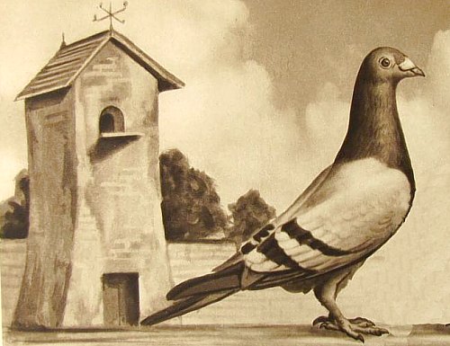 Pigeon voyageur