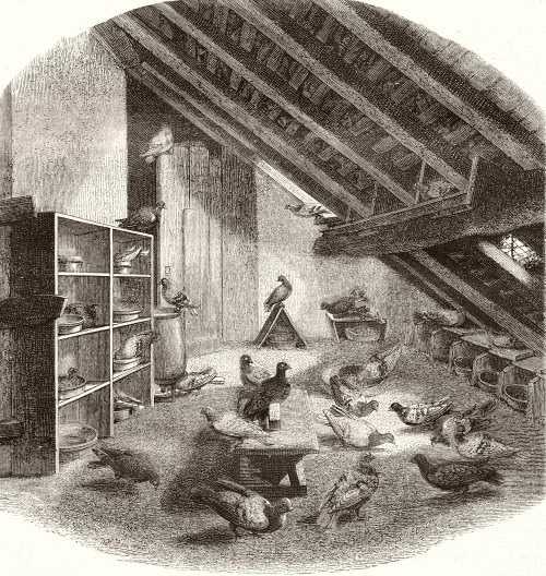 Colombier de M. van Roosebeke. Intérieur de la volière