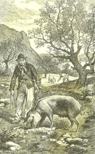 La recherche des truffes dans le Périgord