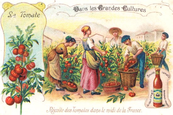 Récolte des tomates dans le Midi de la France