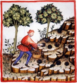 La Récolte des truffes (extrait du Tacuinum sanitatis - XIVe siècle)