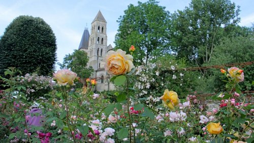 Roseraie de Morienval (Oise)