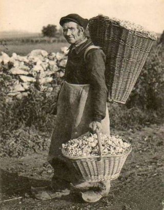 La récolte du safran