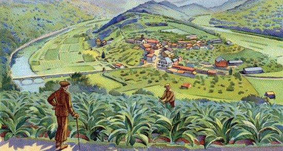 Plantation de tabac au XXe siècle dans la partie wallonne de la vallée de la Semois (Belgique)