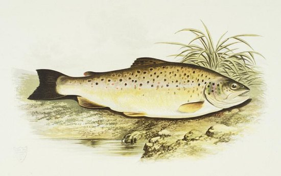 Truite européenne (Salmo trutta)