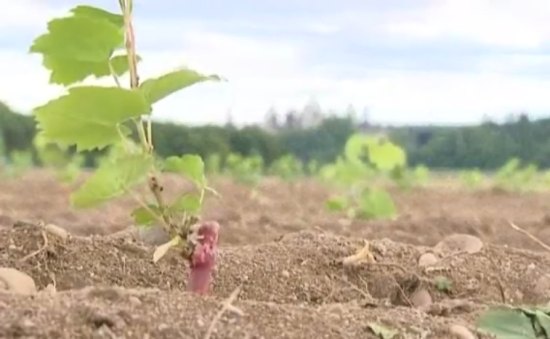 Chambord : le retour des vignes