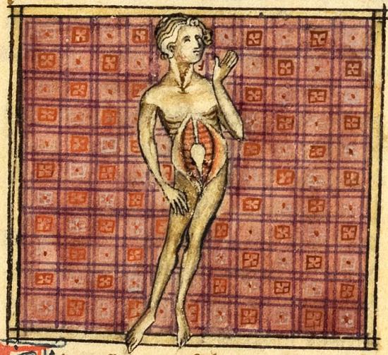 Figure anatomique : écorché homme, le ventre ouvert, montrant les reins, la vessie, les organes génitaux. Enluminure extraite du manuscrit français n°2030 de la BnF écrit en 1314 et contenant la Cyrurgie de maistre Henri de Mondeville ainsi que Chapitre de la doctrine artificielle de faire incisions