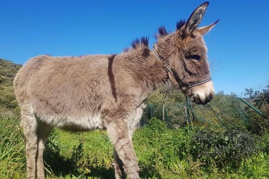 L'âne corse a été officiellement reconnu comme race le 22 juin dernier