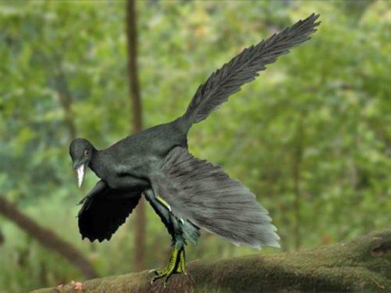 Vue d'artiste montrant ce à quoi pouvait ressembler le mystérieux oiseau dinosaure. L'archéoptéryx faisait à peu près la taille d'une corneille, mais avec une plus longue queue, et mangeait principalement des insectes