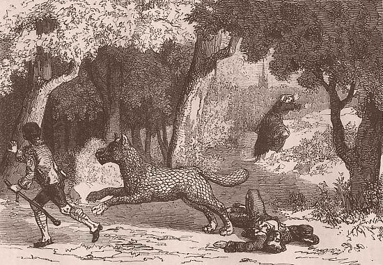 La Bête d'Orléans. Gravure parue dans La Bête d'Orléans (par Auguste-François Coudray-Maunier) paru en 1859