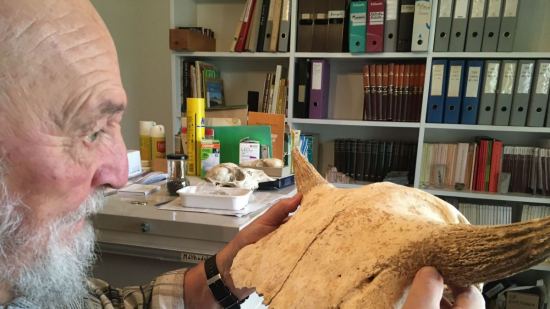 Louis Chaix est un archéologue heureux ! Entre ses mains, le crâne d'un bison préhistorique