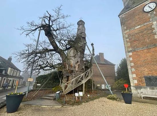 Depuis plus de 1200 ans, le plus vieux chêne de France veille sur les habitants d'Allouville-Bellefosse, en Seine-Maritime