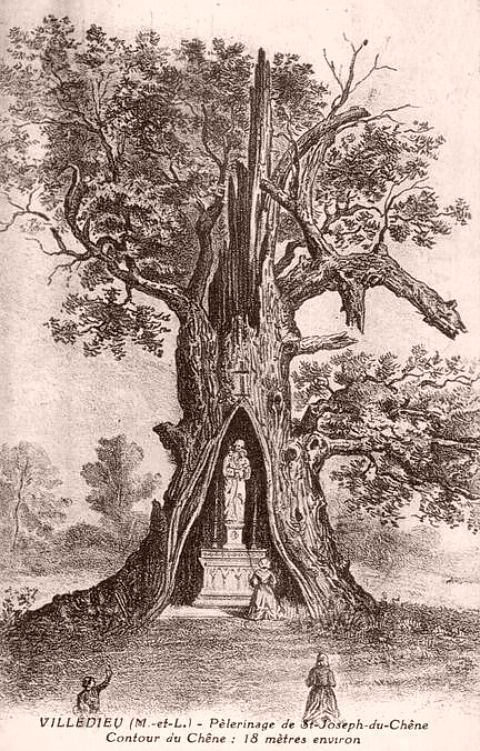Chêne Saint-Joseph à Villedieu la Blouère (Maine-et-Loire)