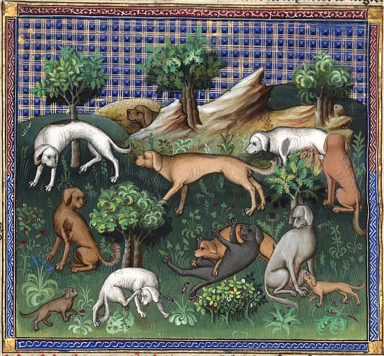 Chiens de chasse. Enluminure extraite du Livre de chasse par Gaston Fébus, datant d'environ 1387-1389 (manuscrit français n°616 de la BnF)