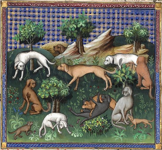 Chiens de chasse. Enluminure extraite du Livre de chasse par Gaston Fébus, datant d'environ 1387-1389 (manuscrit français n°616 de la BnF)