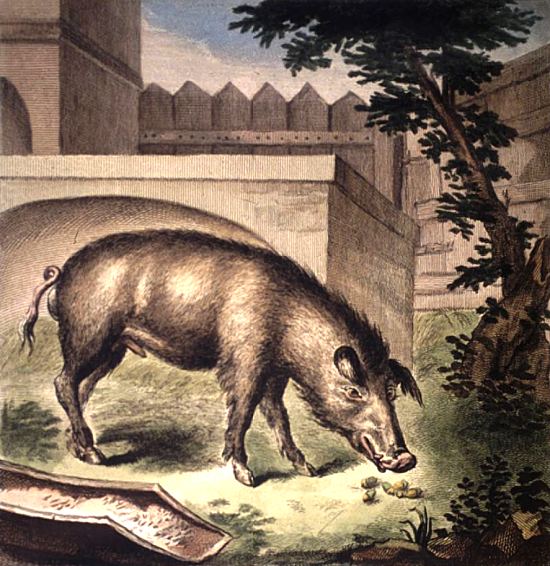 Le cochon. Illustration de Jacques de Sève extraite de Histoire générale des animaux, des végétaux et des minéraux qui se trouvent dans le royaume. Partie 1 : les quadrupèdes de la France, par Pierre-Joseph Buchoz (1776)