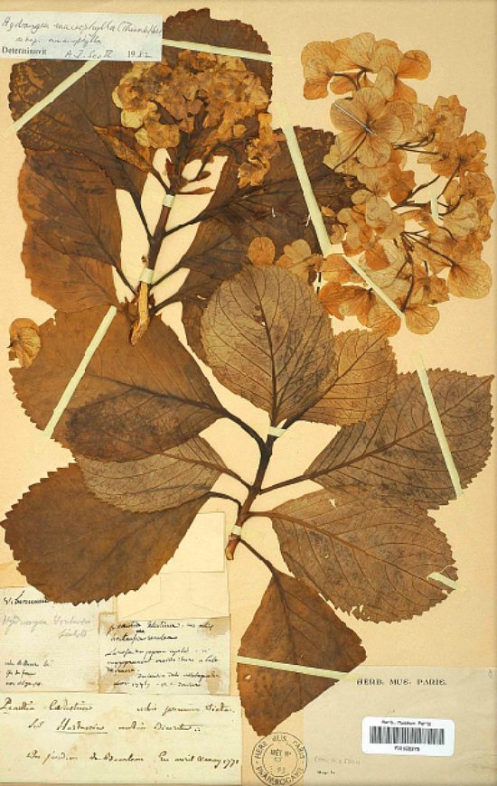 Planche de l'hortensia récolté en 1771 par Philibert Commerson, extraite de son Herbier conservé à la galerie de Botanique du Jardin des plantes, à Paris
