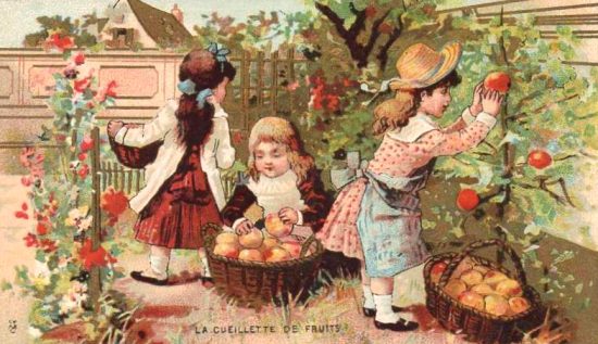 Cueillette des fruits. Chromolithographie publicitaire Au Bon Marché de 1889