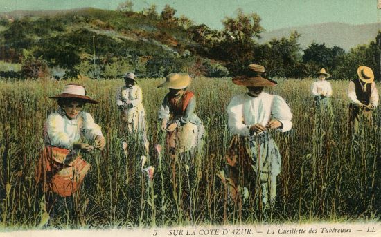 La cueillette des tubéreuses