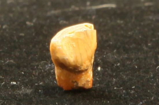 La dent de lait datant de 560 000 ans, retrouvée à la Caune d'Arago