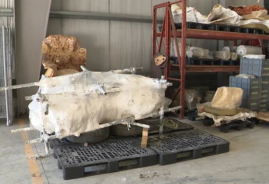 Dans ce gros bloc de plâtre se trouvent plusieurs vertèbres du squelette trouvé sur le site d'Angeac-Charente