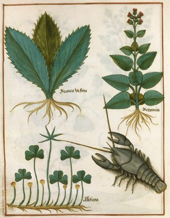 L'écrevisse. Illustration extraite du Livre des simples médecines (manuscrit français n°12322) paru vers 1520-1530