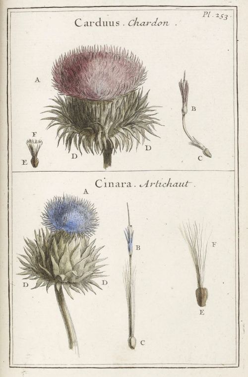 Planche extraite d'Éléments de botanique ou méthode pour connaître les plantes de Joseph Pitton de Tournefort (1694)