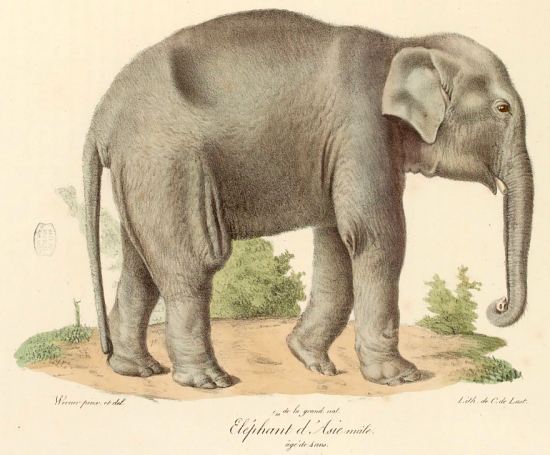 Éléphant d'Asie mâle âgé de 4 ans. Gravure extraite de Histoire naturelle des mammifères par Étienne Geoffroy Saint-Hilaire et Frédéric Cuvier (vers 1820)