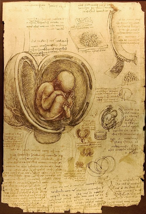 Étude de Léonard de Vinci sur l'embryon humain (1510-1513)