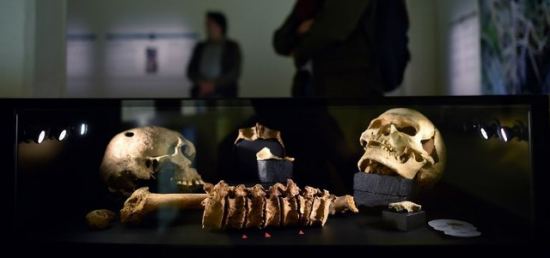 Crânes de victimes tuées par une hache, de l'exposition Nous les appelons Vikings à Nantes (2018)