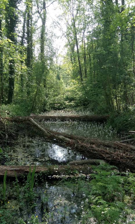 Marais de Beuvry