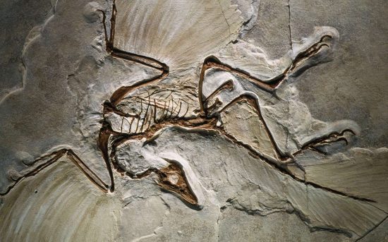 Fossile d'archéoptéryx