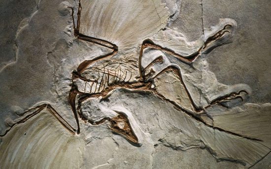 Fossile d'archéoptéryx